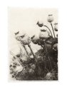 Poppies