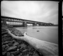 Pinhole Tree