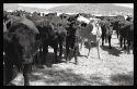 Mad Cows