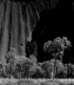 Trees, Ayer's Rock