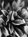 Tulip shoots