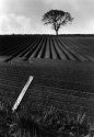 Cawthorne_Fields