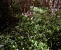 A small scene of green.