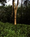 Tree and nettles