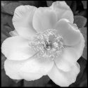 Peony in the yard