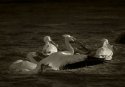 Zen of pelicans