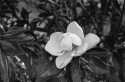 Blossom