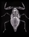 Larva of a Water Scorpion, Nepa Cinerea