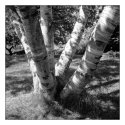 birches