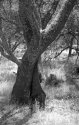 dancing trees