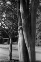 Crape myrtle detail