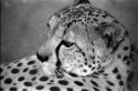 Eyes - Spotted-eye