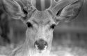 Eyes - Backyard-eye