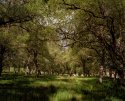 Trees and dappled sunlight