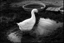 Chuck The Goose