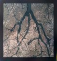 Branch