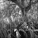 A secret garden