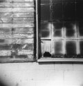 ZaneHolga1