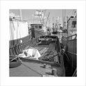 Fishing vessels at the harbour