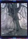 Tree; WestLawn