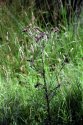 Greenery