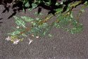 Pressed vegetation.