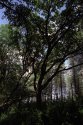 Edge of the woods