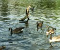 Cormorant and Food Contestants--