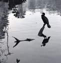Cormorant