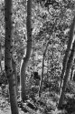 Aspens