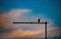 Bird In Antenna