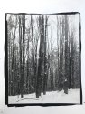 Snowy Forest