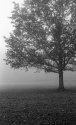 Fog 1
