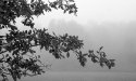 Fog 2