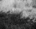 Light and shade on grasses