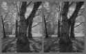 PanF & Delta100 Comparison