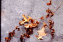 Leaves & Ice