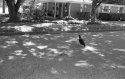 Black Vulture