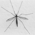 Crane Fly