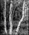 Rock House Wood #2