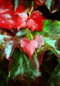 RED Leaves