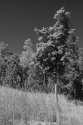 Faux IR Foliage 2