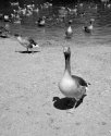 Inquisitive GOOSE !
