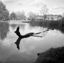 The MONSTER in Shenfield Common Pond --