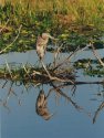 Great Blue Heron reflection