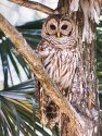 Barred Owl