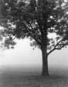 Tree in Fog