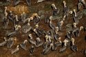 Brown Pelicans