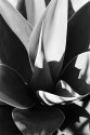 Agave