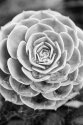 Succulent